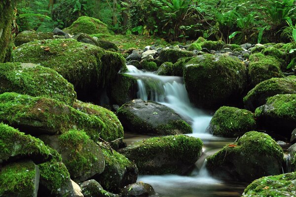 A lo largo de una hermosa cascada entre las piedras fluye un arroyo sonoro