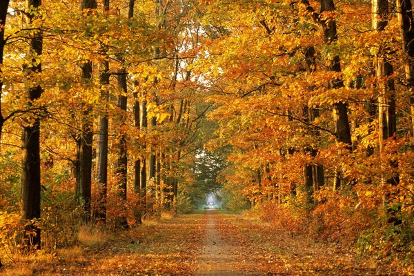 Herbstzeit. Gasse im Park