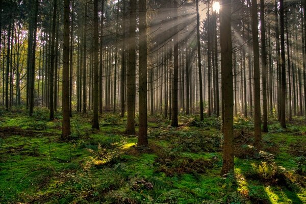 The rays of the sun break through the trees