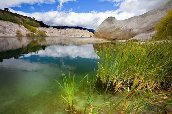 Erbe sulla riva di un lago di montagna