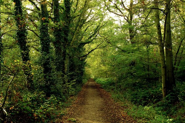 Camino en el misterioso bosque verde