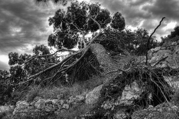 La fuerza de la naturaleza es grande y el poder también