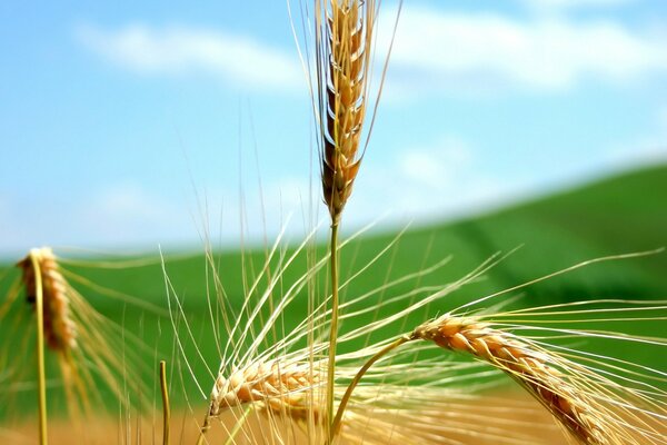 Goldene Ähren von Brot auf dem Feld