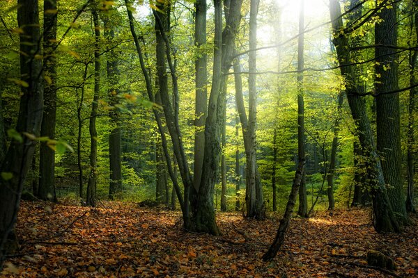 Dichter Wald mit gefallenen Blättern bedeckt