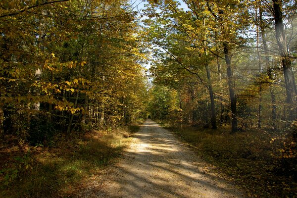 Sentier dans la forêt d automne