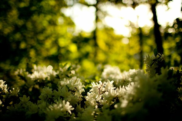 Die Schönheit der Natur der Blumen im Wald