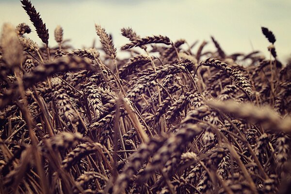 Le spighette di grano si piegano a causa del vento