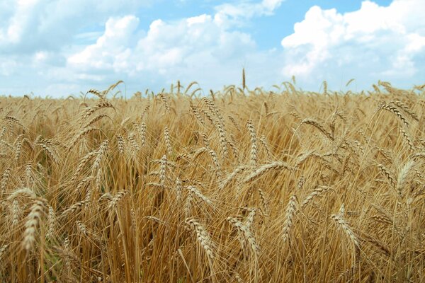 Es gibt viele Ähren auf dem Feld