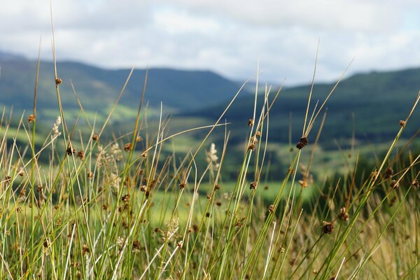 Totholz und Gras auf dem Hintergrund der Berggipfel