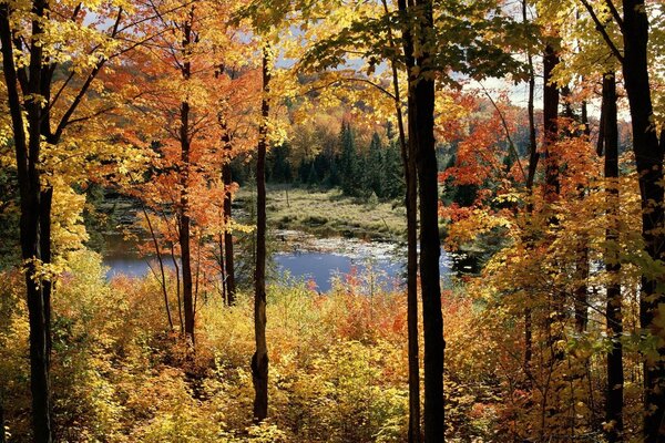 In diesem goldenen Herbst werden die Bäume im Sumpf schwarz