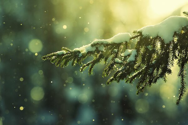 Small snowflakes fall on the fir tree