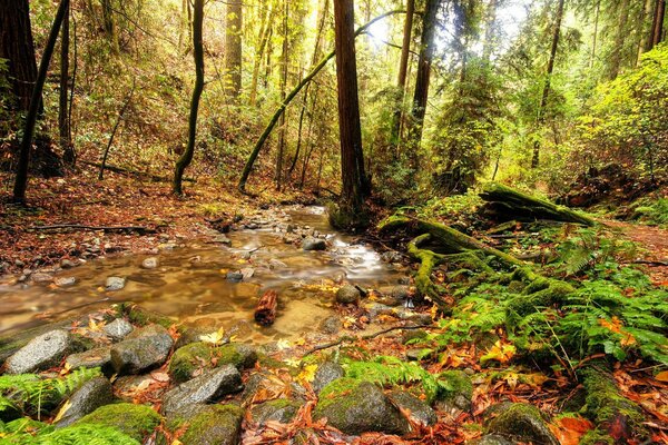 Arroyo en el bosque a través de las piedras