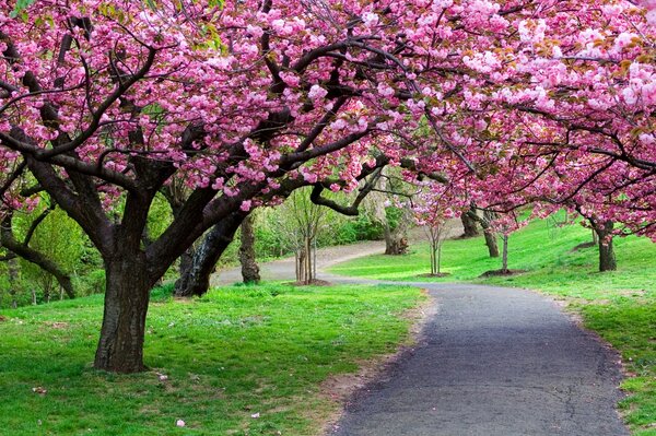 Sentiero nel parco tra gli alberi