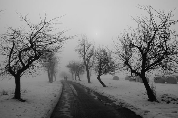 Camino de invierno con una hermosa niebla