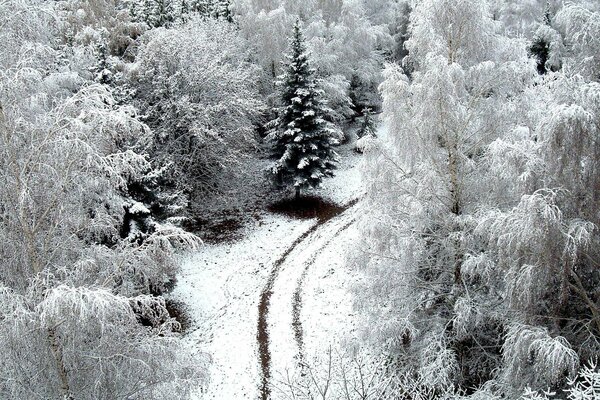 Winterlandschaft. Waldweg