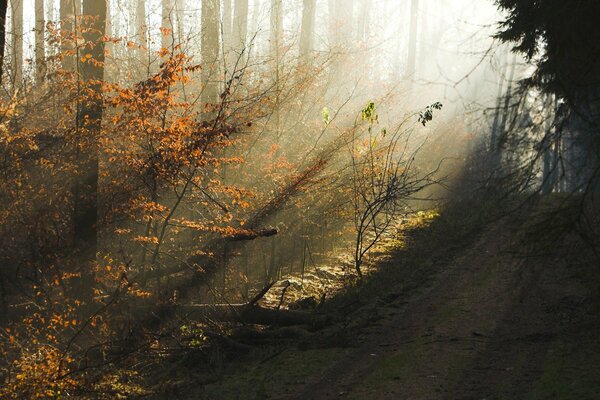 Herbstdämmerung im Wald