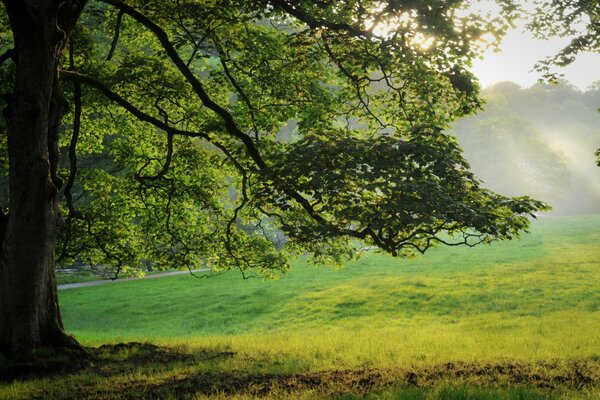 Bel arbre dans la clairière magique