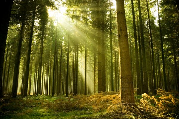 I raggi del sole illuminano la foresta