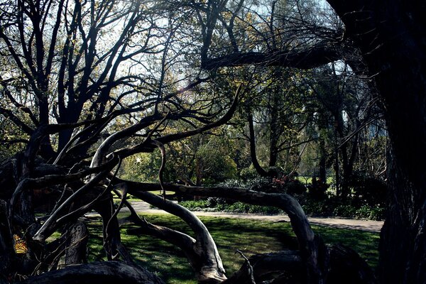 Le propriétaire de la toile cachée derrière les branches des arbres