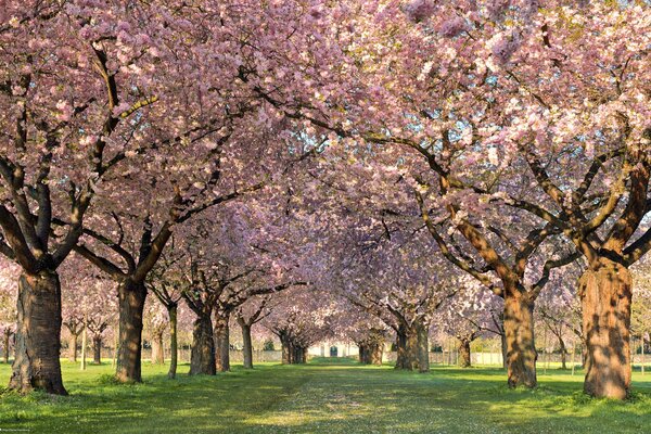 Blooming apple tree, we buy juice cookers