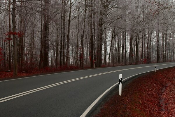 Route le long des arbres d automne