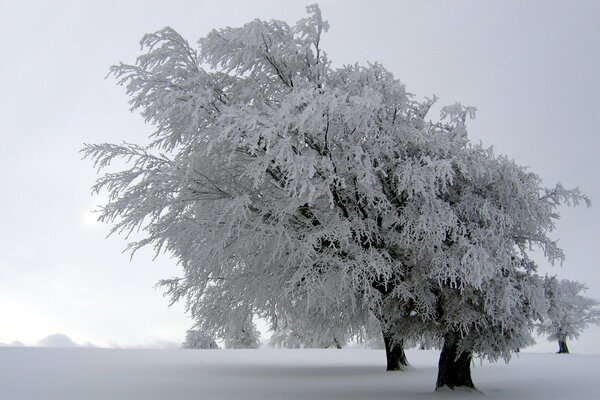 The magic of winter trees in the run