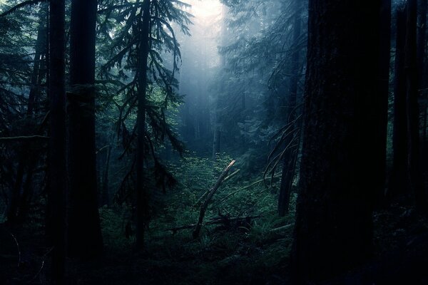 Natur im Wald in der Dunkelheit