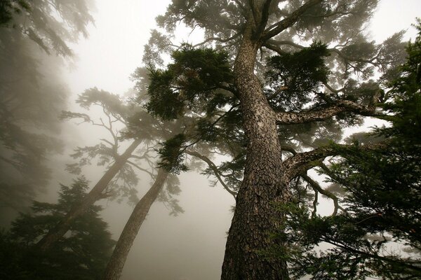 Scattered fog in a pine forest