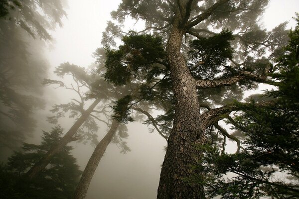 Nebbia diffusa nella pineta