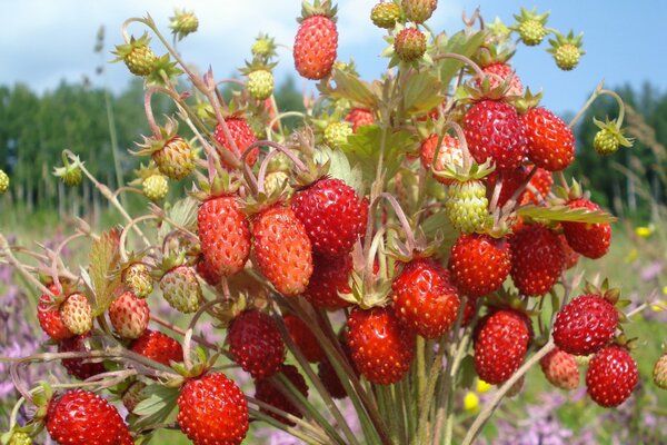 Bouquet de fraises closeup