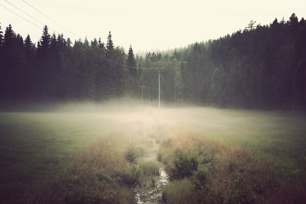 El borde frente al bosque se ahogó en la niebla