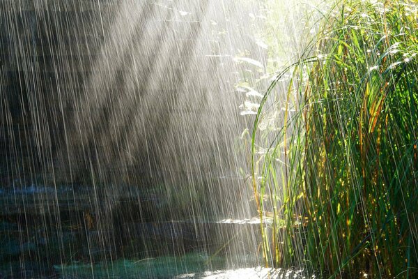 Gouttes de pluie et soleil d été