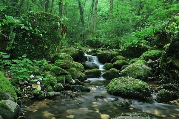 Ein Bach im Wald mit Steinen und Moos