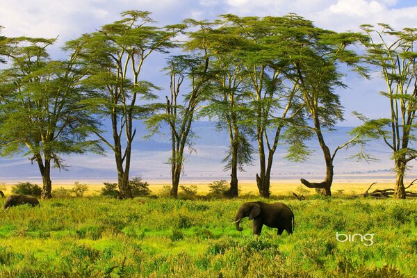 Visite guidée du Safari exotique