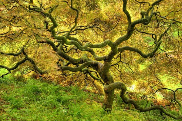 Goldener Baum auf einer Sonnenlichtung