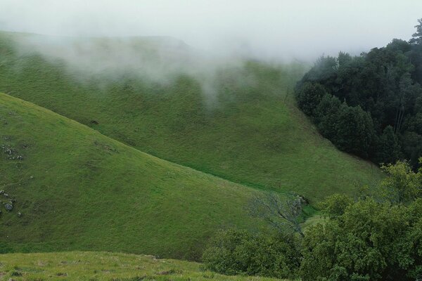 Collines verdoyantes enveloppées d un épais brouillard