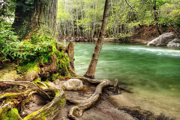 Ein Waldfluss mit einem schönen Ufer