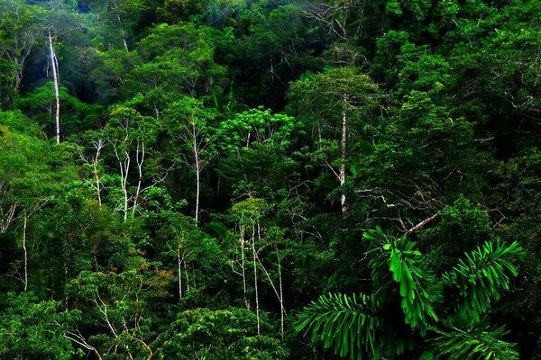 Tropical siempre muy densos y extensos