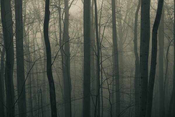 Bare trees in the fog