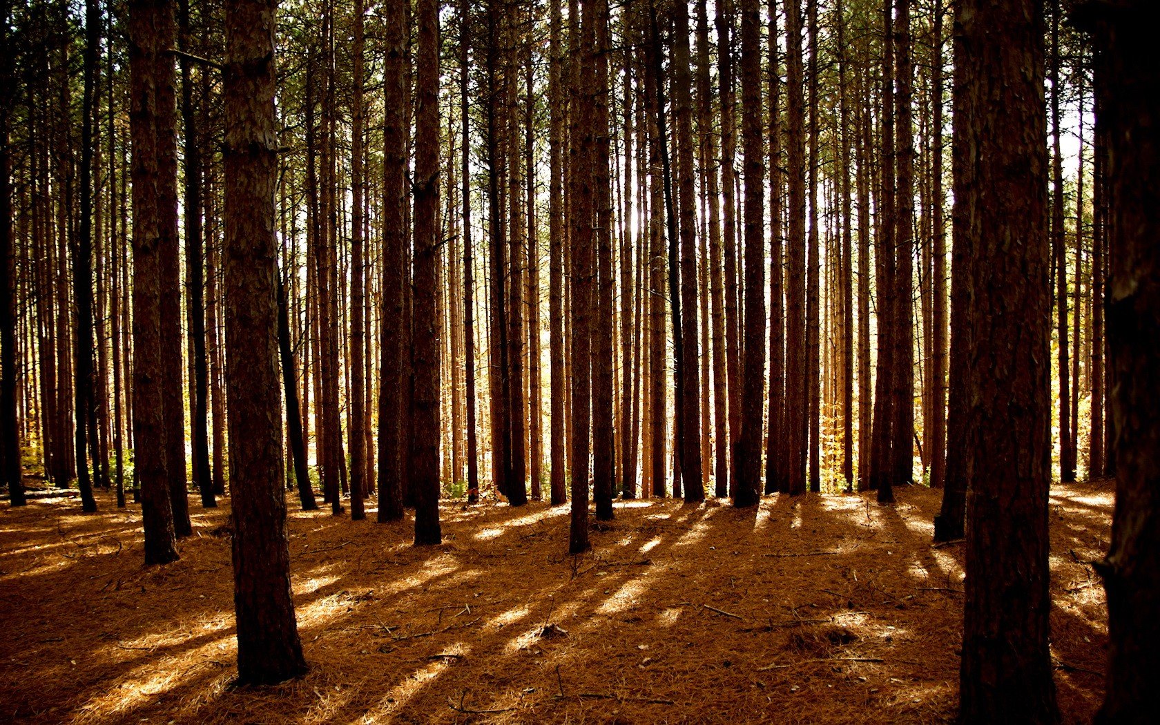 árboles bosque luz