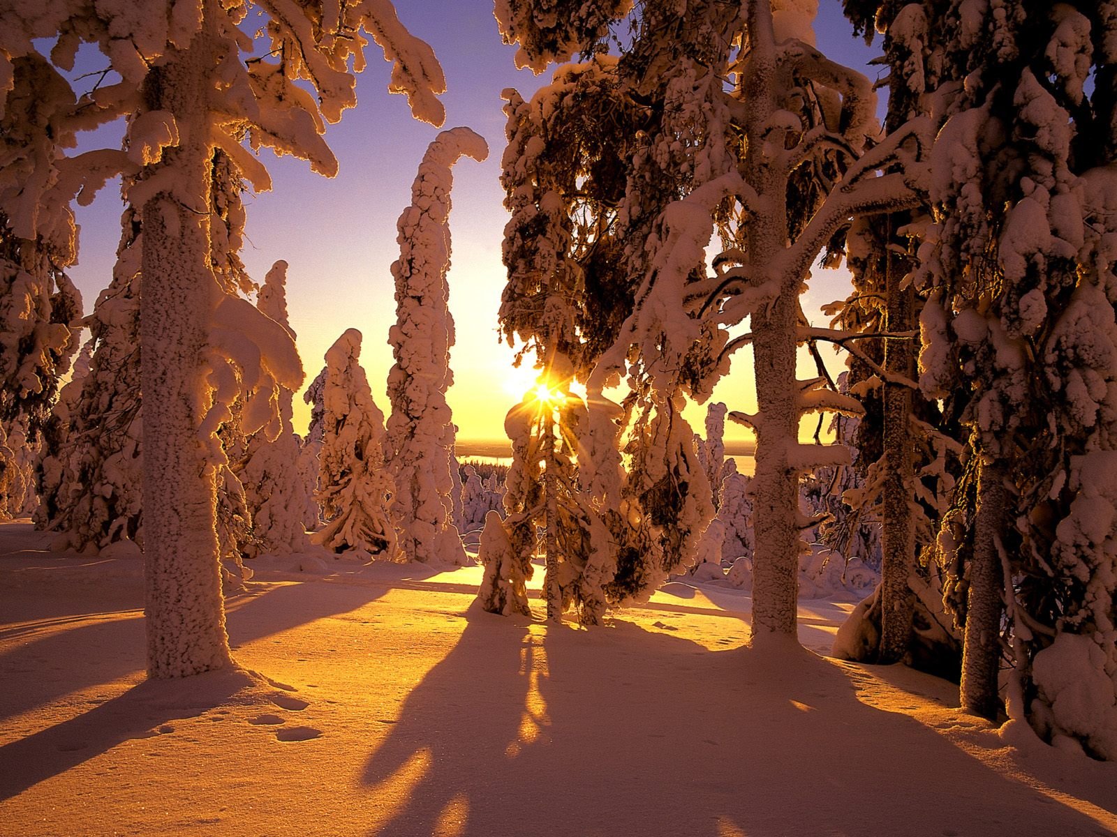 foresta neve inverno ombra