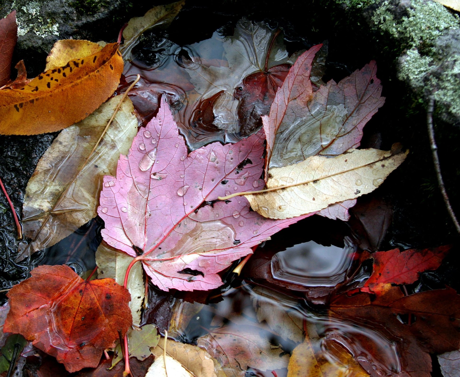 autunno foglie acqua