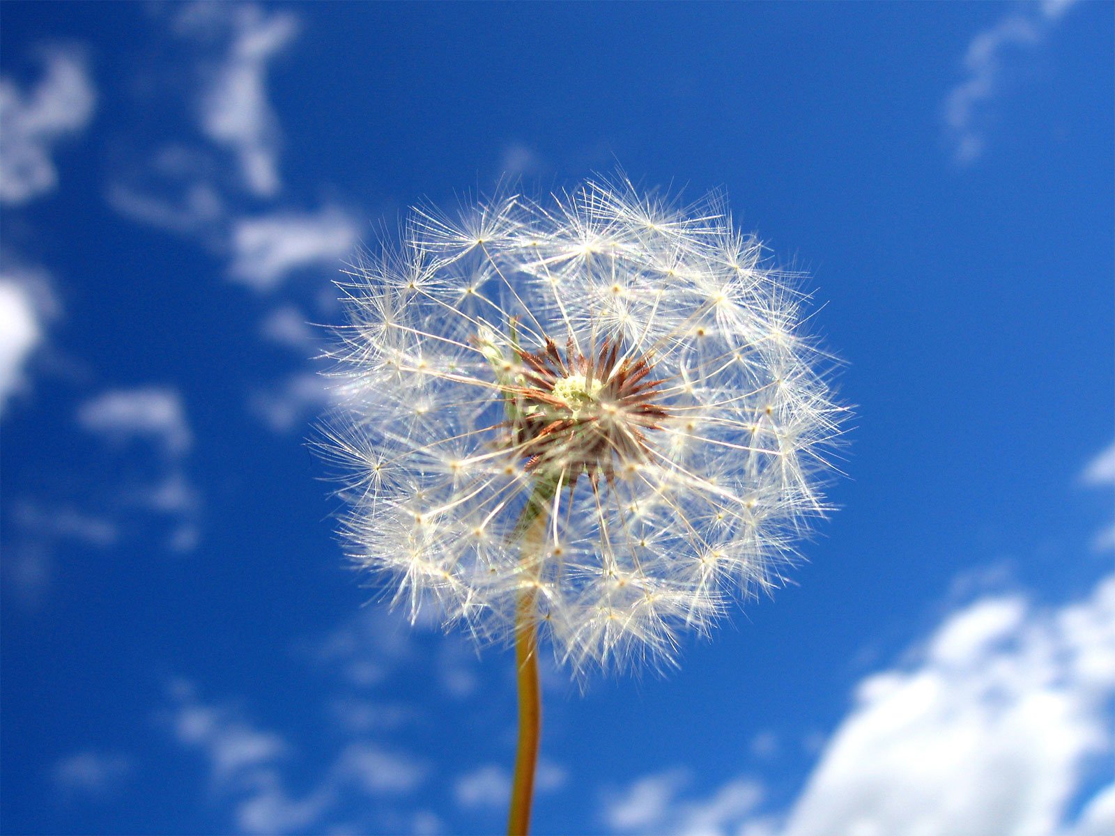 diente de león cielo nubes