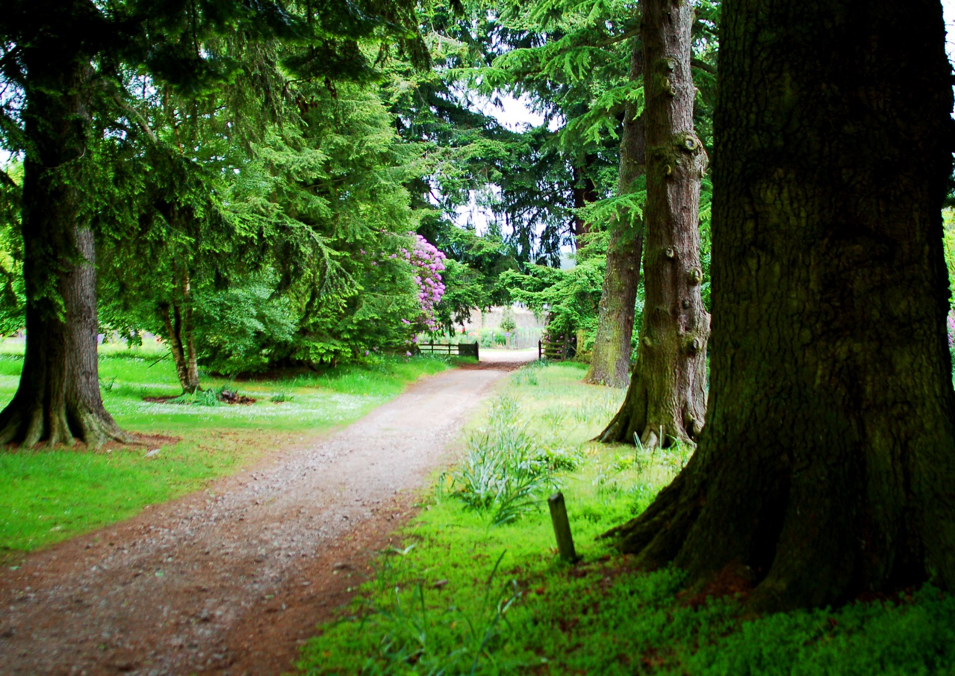 alberi strade erbe