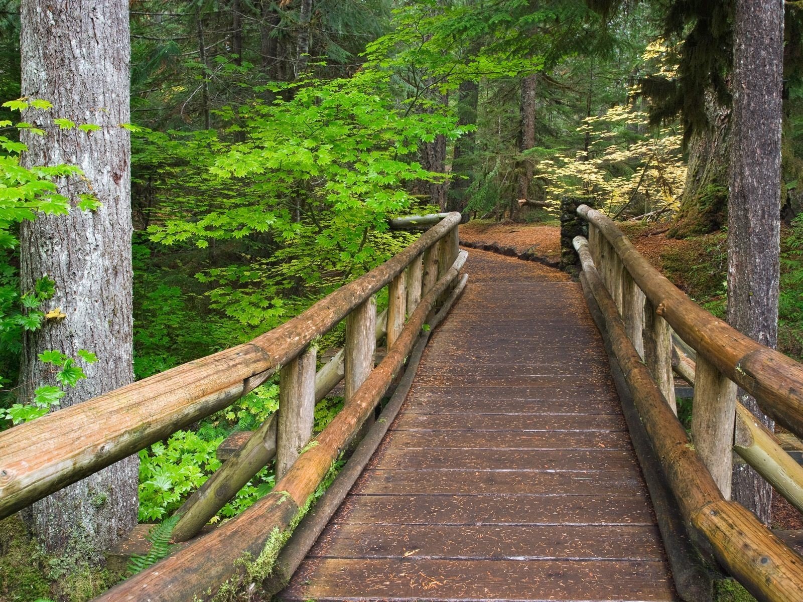 puente bosque árboles camino