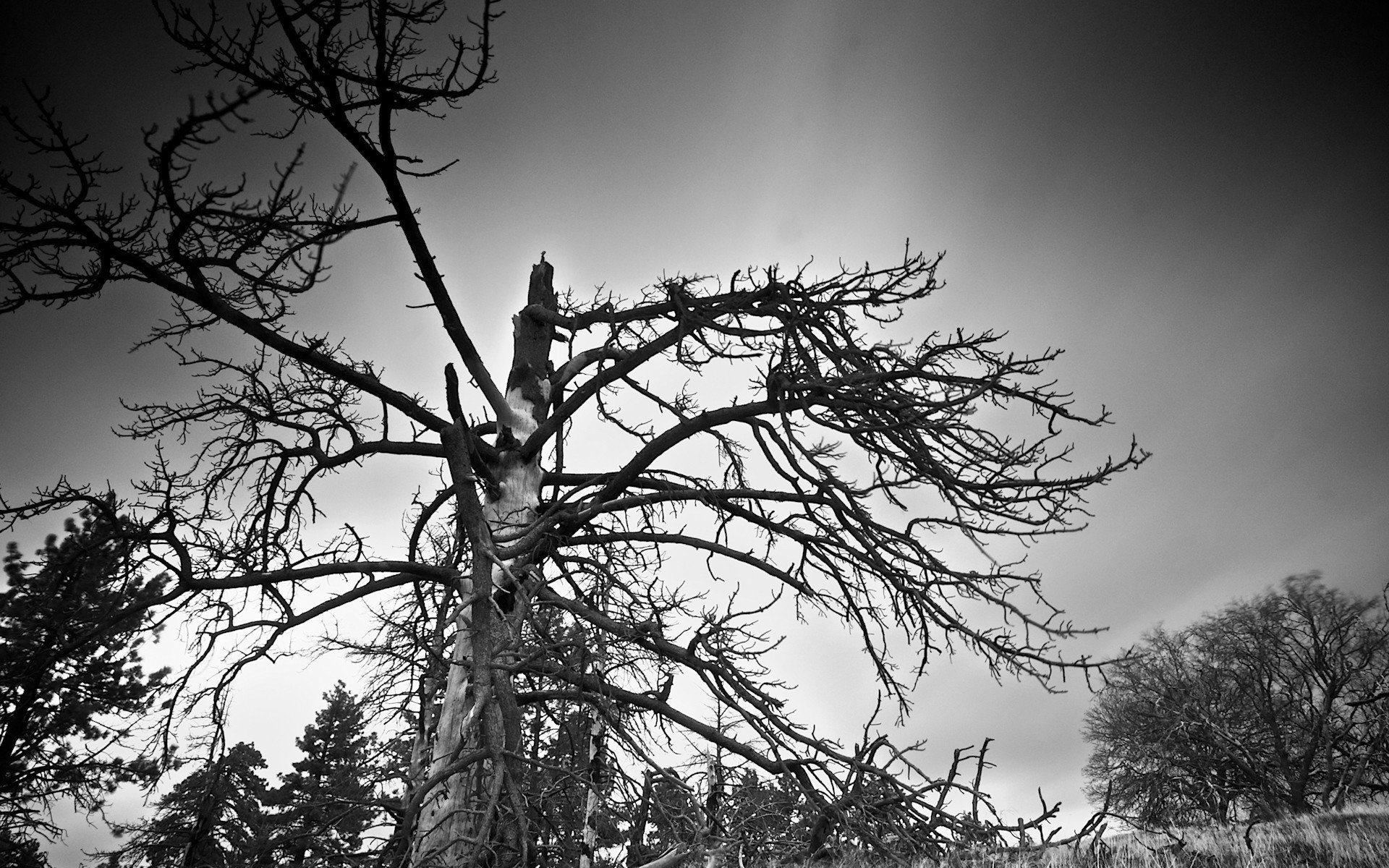 noir et blanc branches arbre