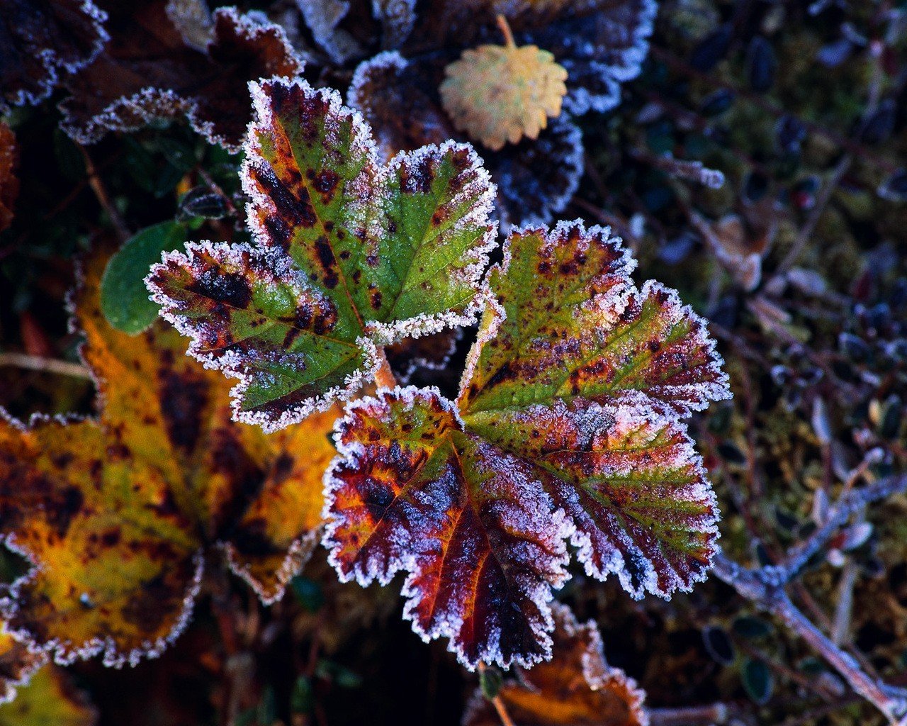 foglia gelo autunno