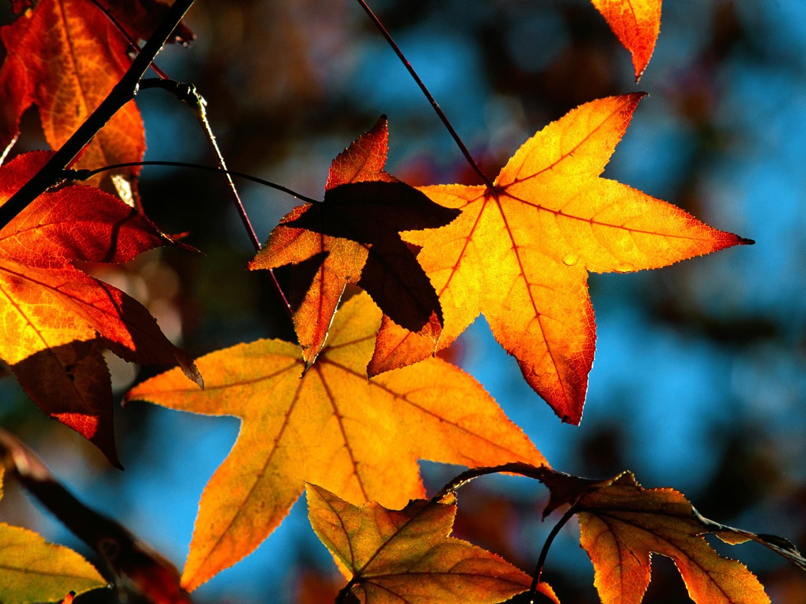 leaves maple autumn yellow