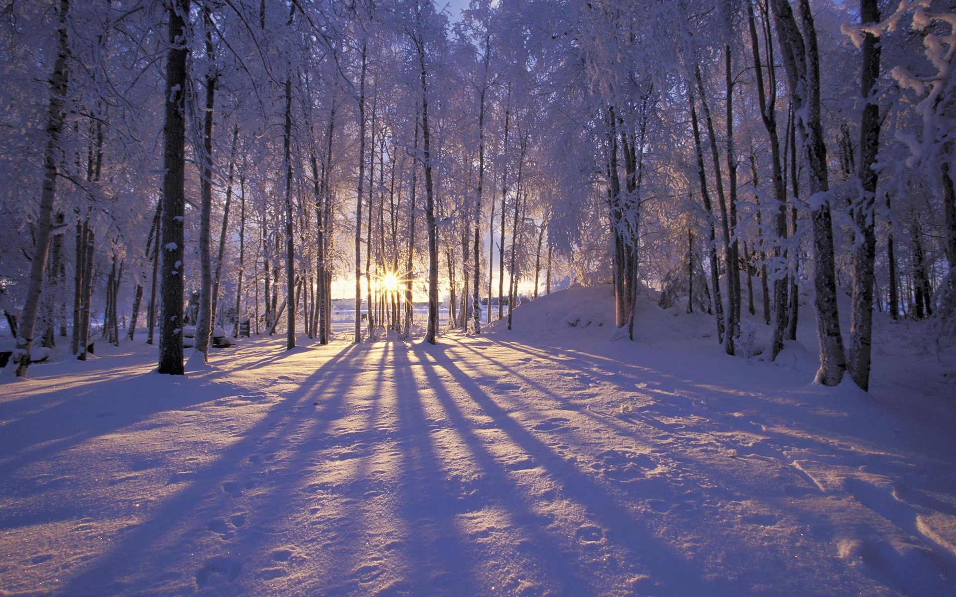 invierno bosque escarcha nieve árboles. rayos sol