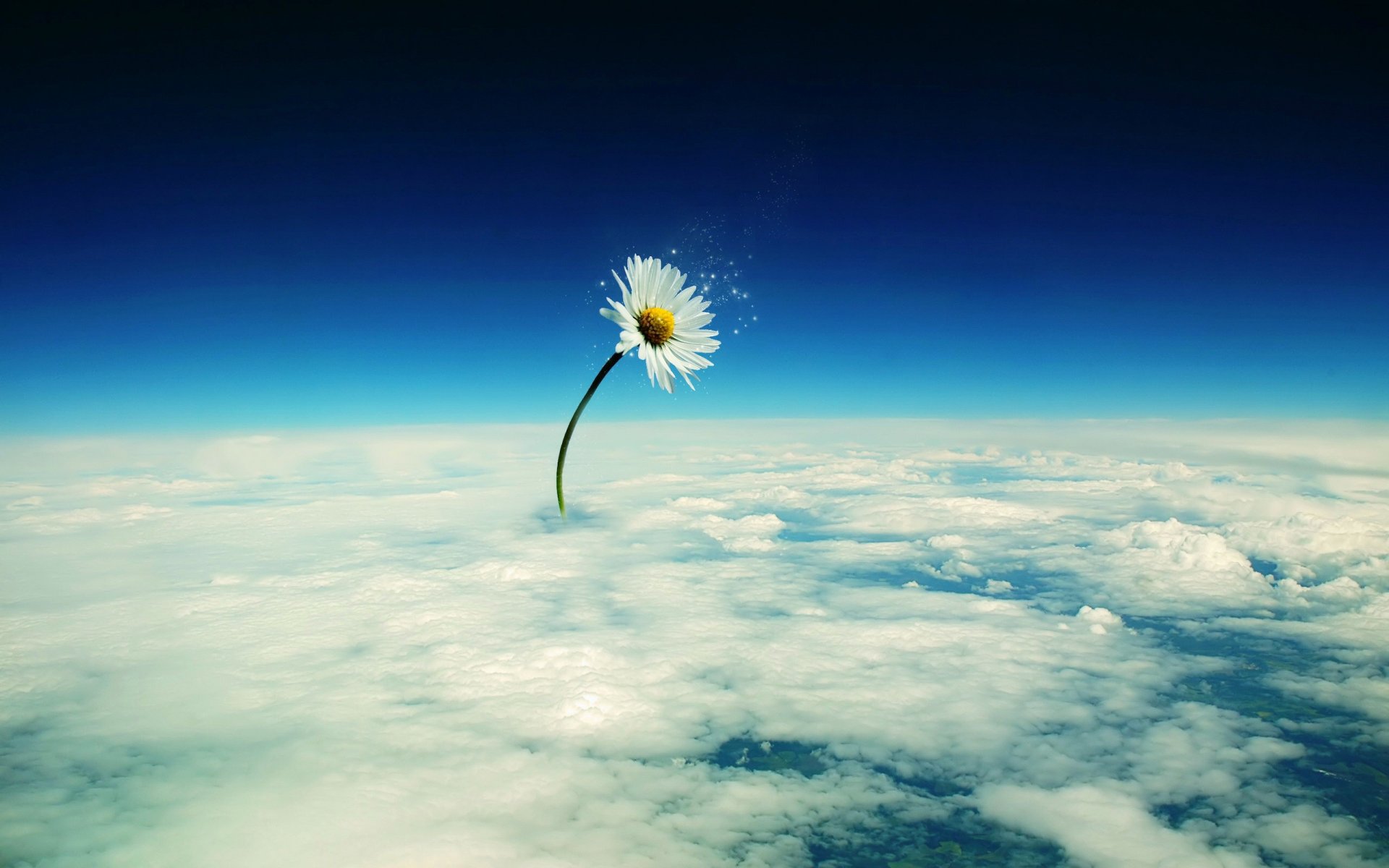 wolken blume verarbeitung